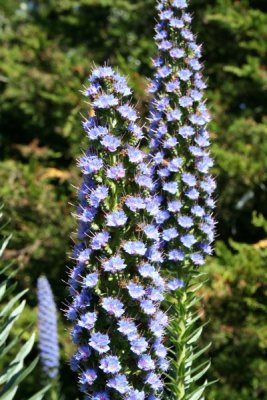 Unknown Flower, SF Zoo