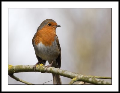 European robin