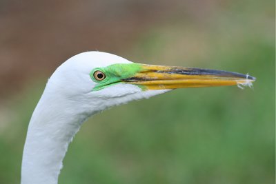 Mating Color