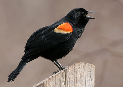 Red-winged Blackbird