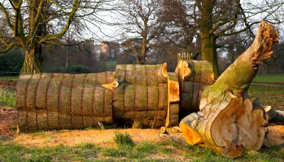 Sliced Log