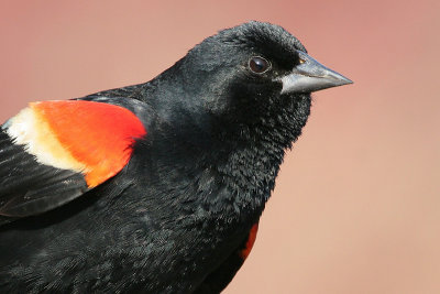 Red-wing blackbird