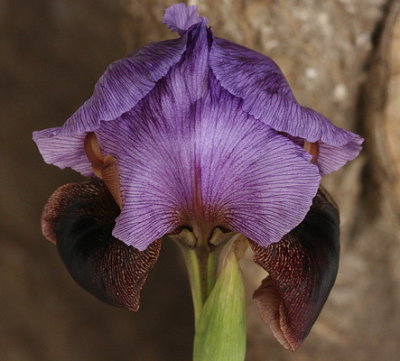 Haynes Iris half bloom