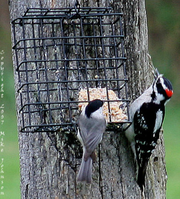 Endangered Red-cockaded Woodpecker and Black-capped Chickadee