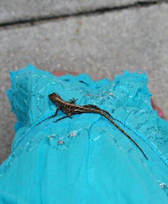lizard on my skirt!!!!!!!!