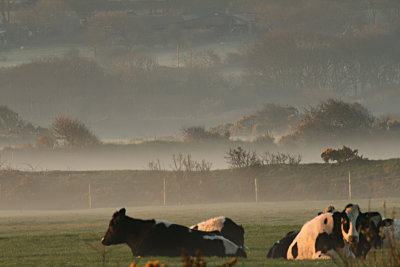 morning mist.