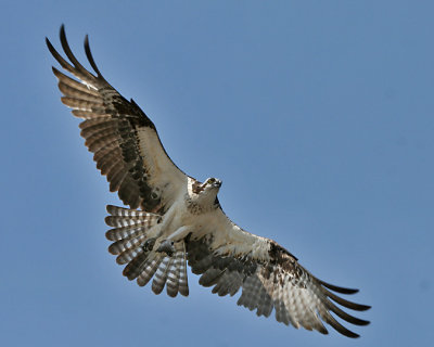 Osprey in Flight