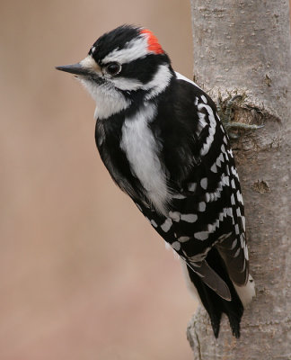 Downy Woodpecker