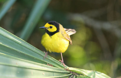 Hooded Warbler