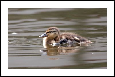 Duckling