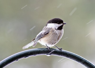 Wet  chickadee
