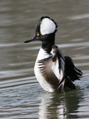 Hooded Merganser ready for take-off