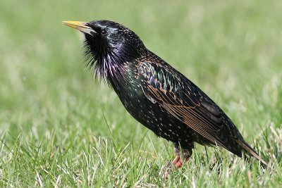 Starling