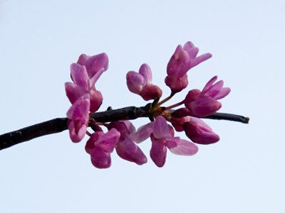 Surviving Redbud