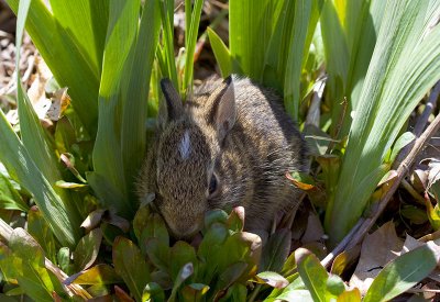 You can't see me.....can you ?