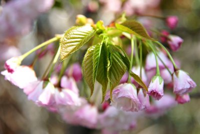 cherry blooms