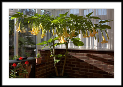 My Brugmansia.....