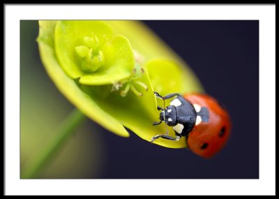 Seven Spot Ladybird...