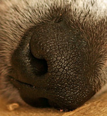Our Dogs Nose