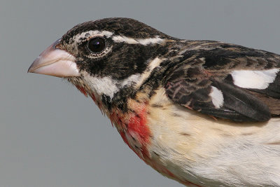 Rose-breasted Grosbeak