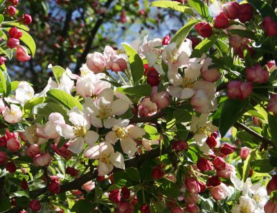 Apple BlossomTime