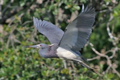 Tricolor Heron in flight