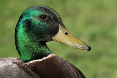 Mallard