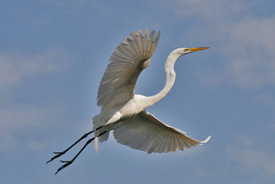 Egret Coming in to Land