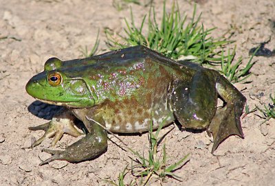  Bullfrog