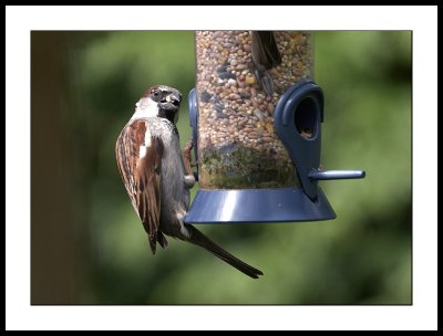 Defiant sparrow