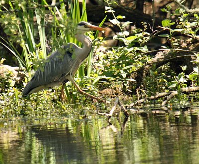 Grey Heron at Bosherston Lily Ponds Pembrokeshire Wales