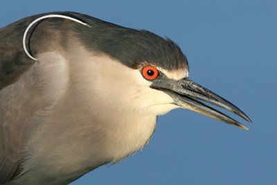 Juvenile Black Crowned Night Heron