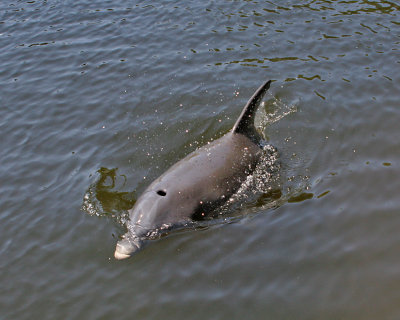 Porpoise in the Bayou