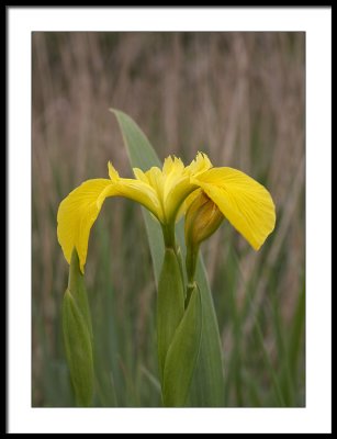 Yellow flag Iris