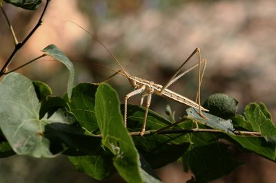 Stick Hopper