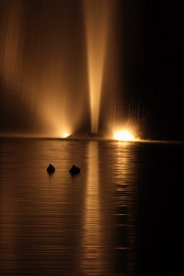 Ducks at the Fountain