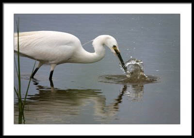 Little Egret