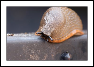 Another slug on pbase