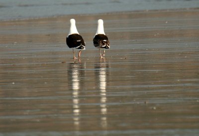 Beach Patrol (for us in the UK )The Bill !