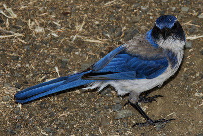 Begging Bluejay 1 of 2