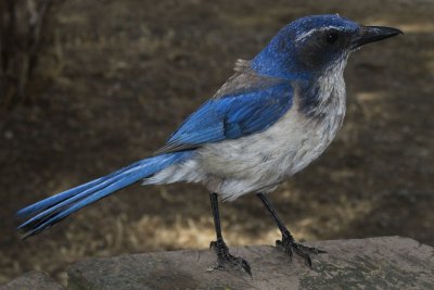 Begging Bluejay 2 of 2