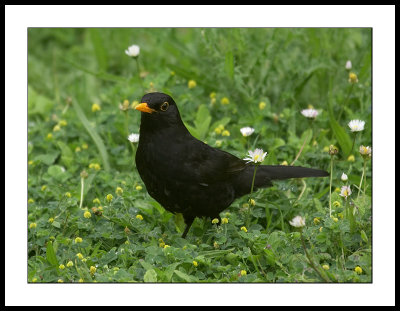 Blackbird