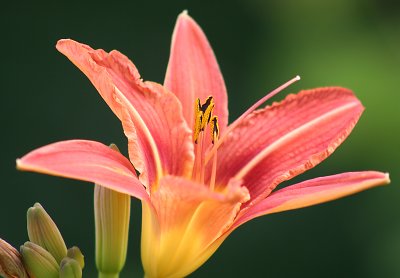 Tiger Lily