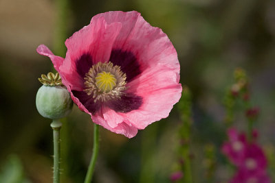 Pink Poppy