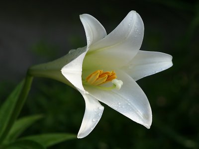 July's Easter Lily
