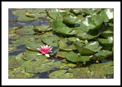 Lily pond