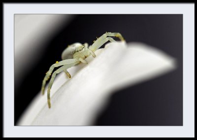 Crab spider