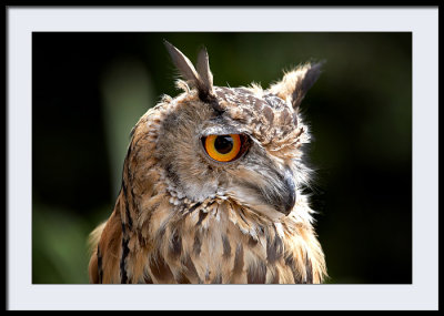 Raj - Bengal Eagle Owl...