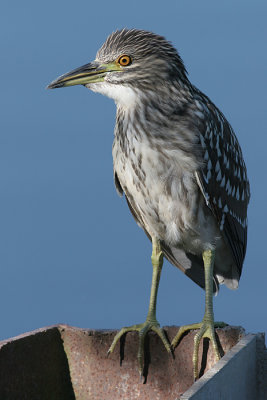 Juvenile Black-crowned Night Heron