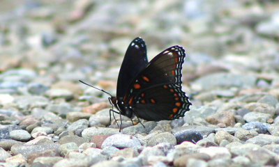  Red-spotted Purple  butterfly on the rocks